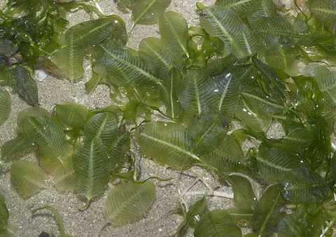 Halophila_ovalis-RTan_large.jpg