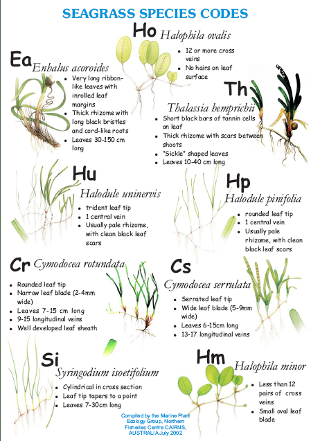 seagrass-species-code.jpg