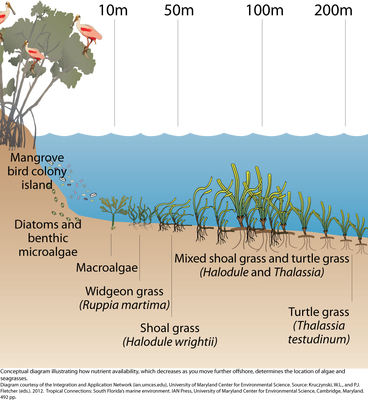 normal_iil_diagram_nutrient_availability_offshore.png