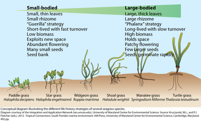 normal_iil_diagram_seagrass_life_histories.png