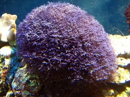 420px-Hypnea_spp_pannosa.jpg
