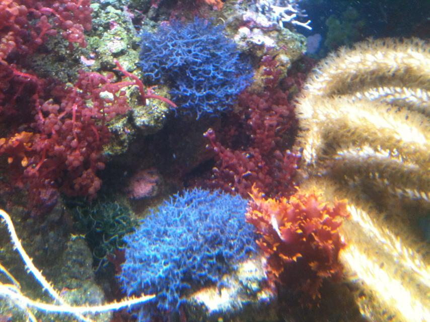 bluehypnea.jpg
